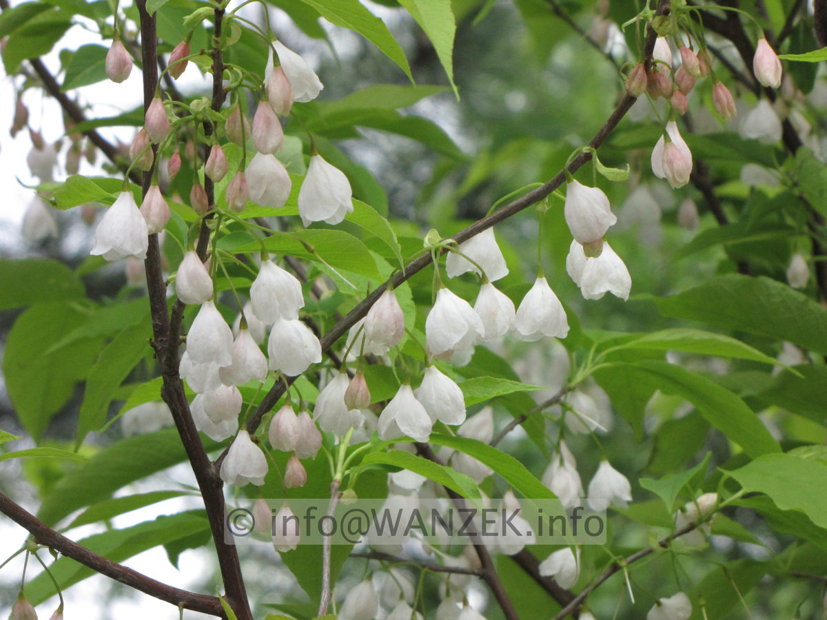 Halesia carolina - Blueten nah.JPG